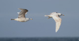 Glaucous Gull / Vittrut (Larus hyperboreus)