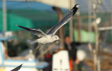 Kamchatka Gull / Fiskmås (Larus canus kamtschatschensis)