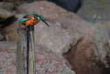 Kingfisher / Kungsfiskare (Alcedo atthis)