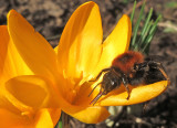 bee feeding