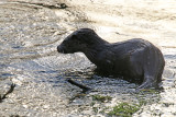 otter cub