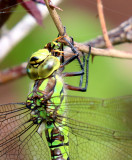 female southern hawker.