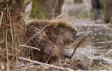 Bever (European Beaver)