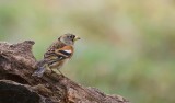 Keep (Brambling)