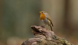 Roodborst (European Robin)