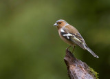 Vink (Common Chaffinch)