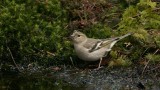 Vink (Common Chaffinch)