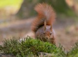 Eekhoorn (Red Squirrel)