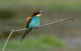 Bijeneter (European Bee-eater)