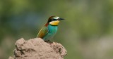 Bijeneter (European Bee-eater)