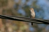 Nachtegaal (Common Nightingale)