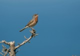 Balkanbaardgrasmus (Eastern Subalpine Warbler)