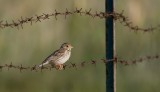 Grauwe Gors (Corn Bunting)