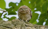 Steenuil (Little Owl)