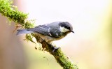 Zwarte Mees (Coal Tit)