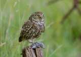 Steenuil (Little Owl)