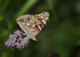 Distelvlinder (Vanessa cardui) - Painted Lady