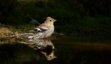 Vink (Common Chaffinch)