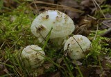 Gele knolamaniet (Amanita citrina)