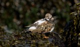 Steenloper (Ruddy Turnstone)