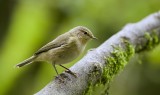 Tjiftjaf (Common Chiffchaff)