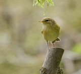 Tjiftjaf (Common Chiffchaff)