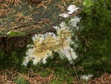 Platte Kussentjeszwam (Hypocrea citrina)