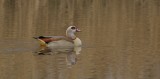 Nijlgans (Egyptian Goose)