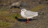 Kokmeeuw (Black-headed Gull)