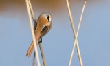 Baardman (Bearded Reedling)