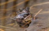 Bruine Kikker (Common Frog) en Heikikker (Moor Frog)