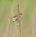 Tjiftjaf (Common Chiffchaff)