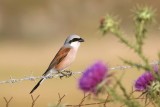 Grauwe Klauwier (Red-backed Shrike)