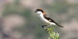 Roodkopklauwier (Woodchat Shrike)