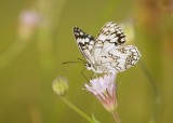 Oostelijk dambordje (Melanargia larissa) - Balkan marbled white