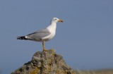 Geelpootmeeuw (Yellow-legged Gull)