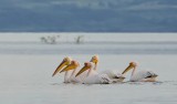 Roze Pelikanen (White Pelicans)