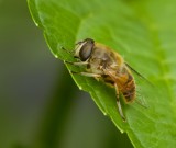 Blinde Bij (Eristalis tenax) - Dronefly