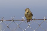 Cirlgors (Cirl Bunting)