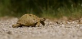 Griekse Landschildpad (Hermanns Tortoise)