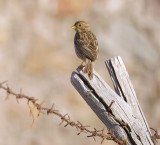 Grauwe Gors (Corn Bunting)