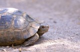 Moorse Landschildpad (Spur-thighed Tortoise)