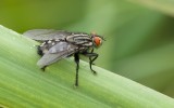 Dambordvlieg (Sarcophaga carnaria) - Common Flesh Fly