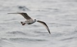 Zilvermeeuw (Herring Gull)