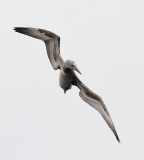 Jan-van-gent (Northern Gannet)