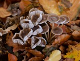 Fraaisteelmycena (Mycena inclinata)