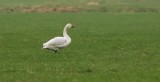 Kleine Zwaan (Bewicks Swan)