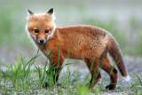 Fox Pup - Im So Darn Cute!
