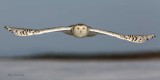 On a Level Plane - Snowy Owl