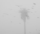 Birds in Flight on a Foggy Day
